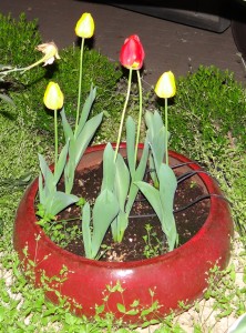 Lovely tulips